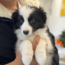 가온펫(안심분양센터) 이미지