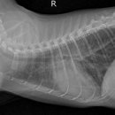 그레이스 고양이 심장&치과병원 이미지