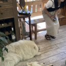화이트아일랜드 | 부산 • 광안리 사모예드 상주견 카페 내돈내산 솔직후기 : 화이트 아일랜드