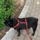 강아지와 산책 이미지