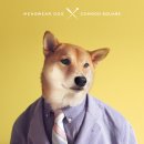 도그스퀘어 이미지