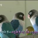 모란농장 Daum카페