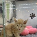 냥이의하루 카페.분양 이미지