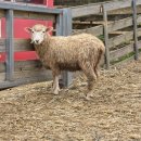 나주목장 | [공지] 전남 화순 여행하기 좋은 무등산 양떼목장 방문기