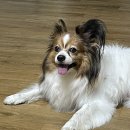 치킨마루 좌4동점 이미지