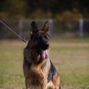 조이애견 이미지