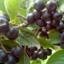 슈퍼베리 이미지