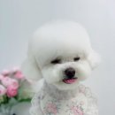 단비네 애견미용 이미지