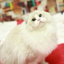 랙돌캐터리올리비아 이미지