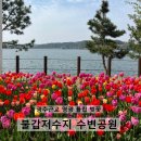 불갑저수지제당공원 | 광주근교 영광 튤립과 벚꽃 '불갑저수지 수변공원'