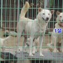 먹방뼈다귀 Daum카페