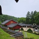 보석사   은행나무 | 금산 보석사 : 1,100년 은행나무와 전나무 숲길이 주는 위로