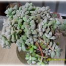 크라우스 이미지