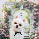 눈부시개 이미지