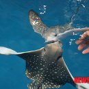 제주해양과학관 (아쿠아플라넷) 이미지