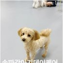 화이트 퍼피 강아지 송파점 | 송파강아지데이케어 가능한 안녕퍼피 후기