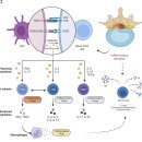 Re: 만성통증의 원인 'immuno-inflammatory mechanisms' 이미지