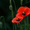 보물과역사,운명으로 이미지