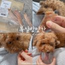 복실방앗간 | 복실방앗간 노견간식 컬리강아지간식 부드러운 닭안심져키 추천