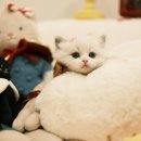 부산고양이분양퍼스트캣