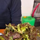 인교 | 창녕 부곡 맛집 인교 기사식당 아까다녀온 후기