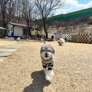 뭉치켄넬 이미지