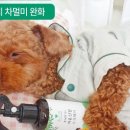 땡큐도그