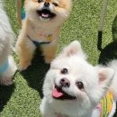 다시사랑받개 이미지