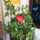 김가오가 이미지