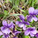 조은이네 이미지