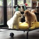 멜리애견유치원 이미지