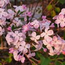 장촌공원 이미지