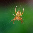 거미대문 이미지