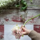 인생이 빛나는 정리의 마법 이미지