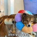 더 포레 동물병원 | 강아지 절뚝임, 엑스레이 이상 없을 때 | 한걸음더 재활 한방동물병원 침치료 내돈내산 후기