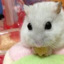 버거운버거 이미지