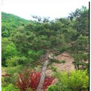 벌곡(논산) Daum카페