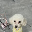 가장아름답개 이미지