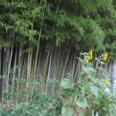 마곡하늬근린공원 이미지