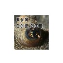 백상어다이빙 리조트 이미지