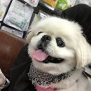 꾸러기동물병원 네이버블로그