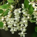 노벨라사 이미지