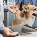 진영동물병원 이미지