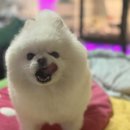 여시까까 이미지