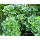 피나클랜드 이미지