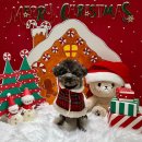 퍼피글랫 이미지