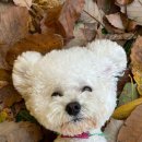 놀러오개 애견유치원 모충점 이미지