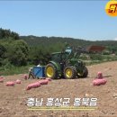 홍산농약 | 자이언트 홍산마늘! 모두싹 도입하고 조직력 단단해진 후기