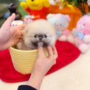 뭉치켄넬 | 분당애견분양 판교 용인 만족도 높은 애견샵