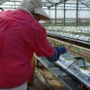 유리농장 이미지